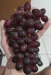 Uvas que comi na hora de fazer o diário